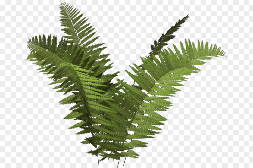 Tree Ferns Clip Art PNG