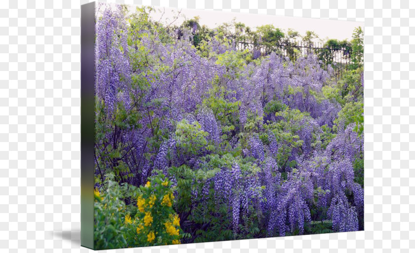Wisteria Watercolor English Lavender Ecosystem Shrub Wildflower PNG