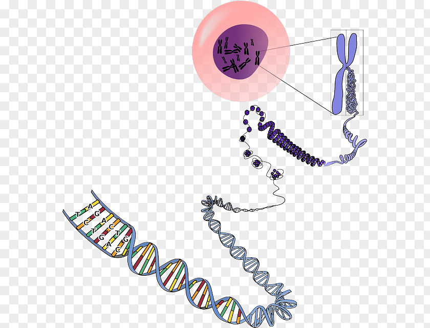Biology DNA Chromosome Genetics RNA PNG