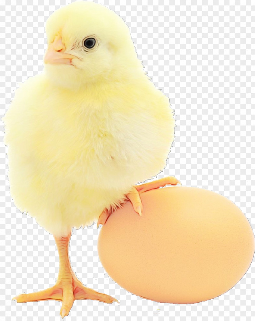 Egg Poultry PNG