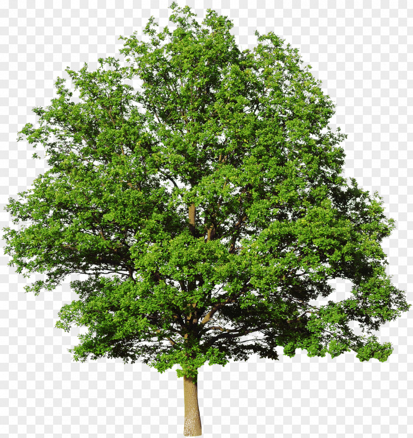 Walnut Bald Cypress Mediterranean Leyland Tree Evergreen PNG