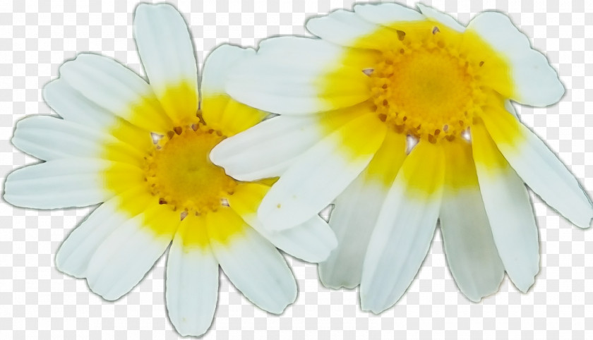 Camomile Flowering Plant Daisy PNG