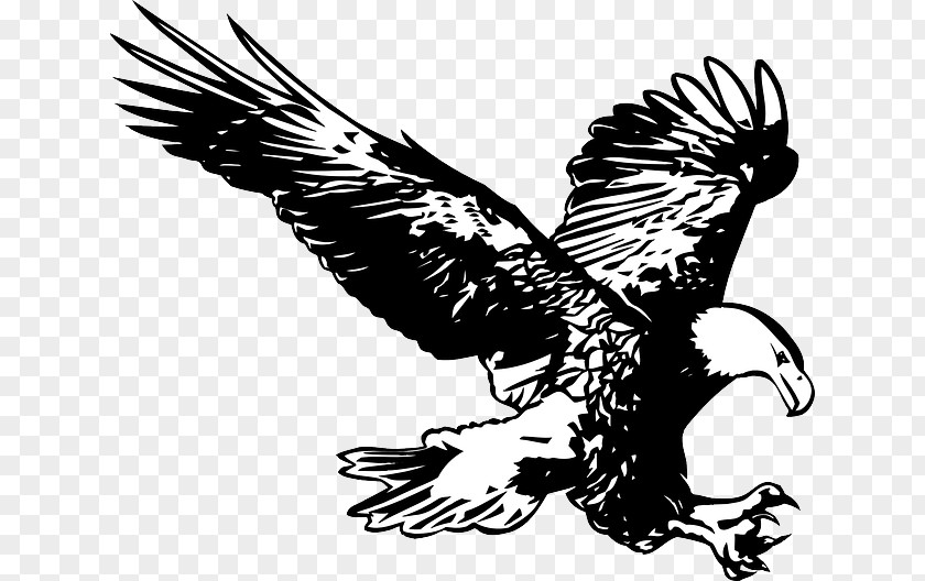 Claw Vector Easthampton Bald Eagle School Education PNG