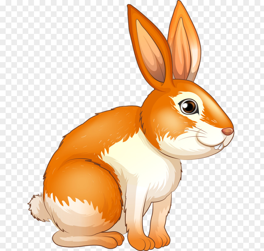 Cute Bunny European Rabbit Royalty-free Illustration PNG