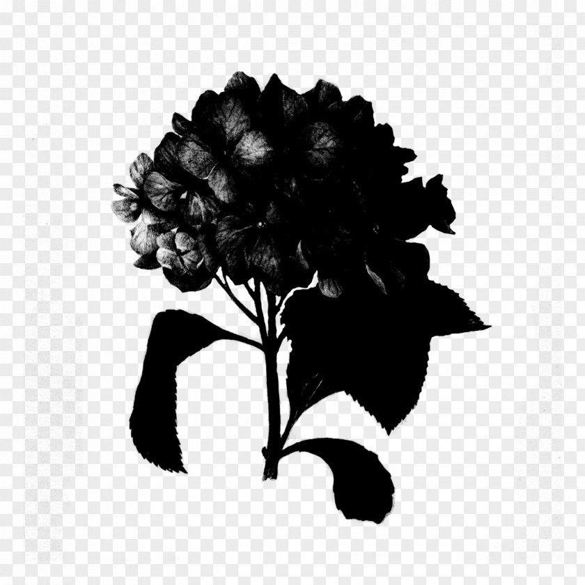 M Rose Family Hydrangea Abziehtattoo Black & White PNG