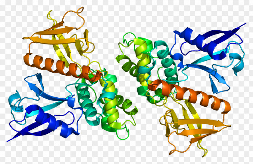 Ribbon Pattern Merlin Neurofibromatosis Type II ERM Protein Family Tumor Suppressor Gene PNG