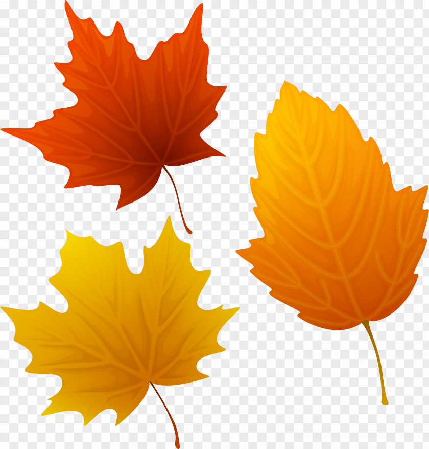 Autumn Leaves Clip Art Image Vector Graphics Free Content PNG
