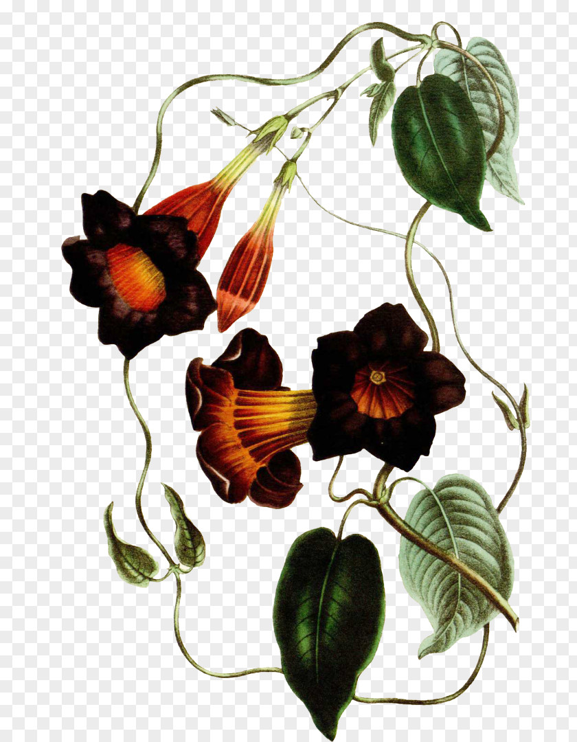 Flower Botany Botanical Illustration Petal Flora PNG