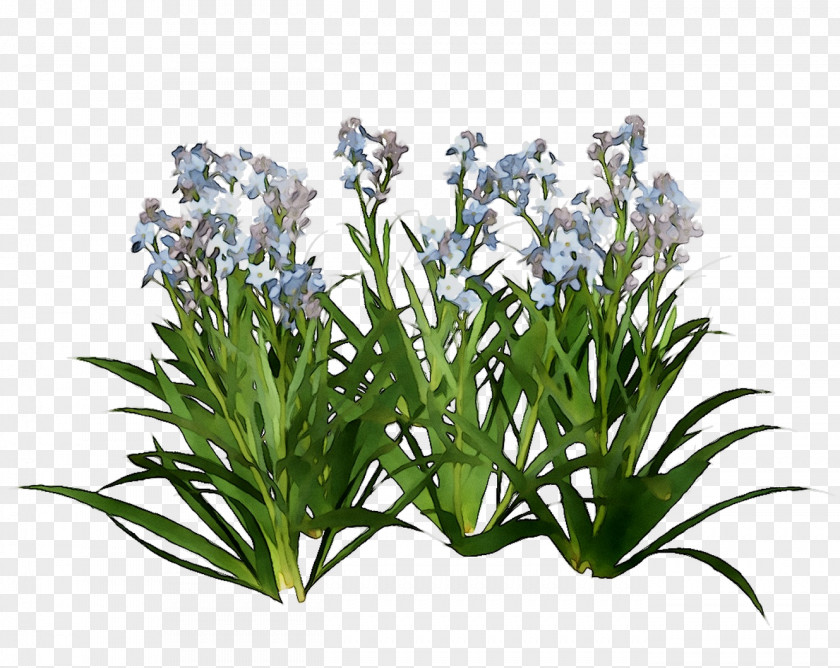 Hyacinth Sewa Hantaran Byamalinayusri Design Wix.com PNG