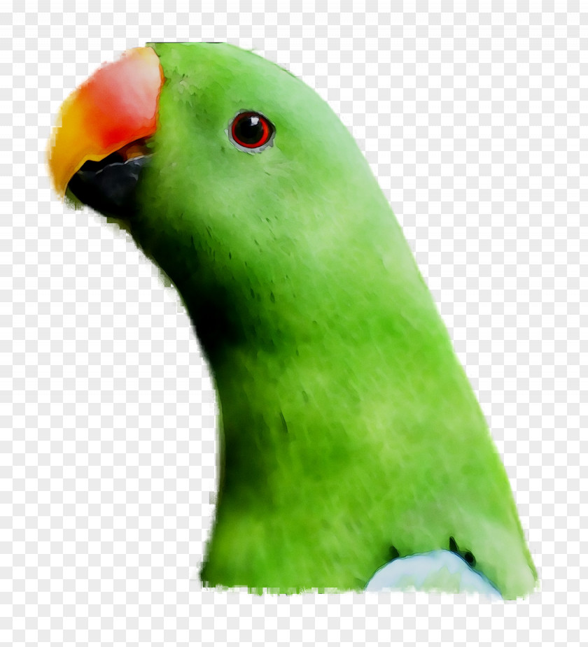 Lovebird Parakeet Pet Beak Fauna PNG