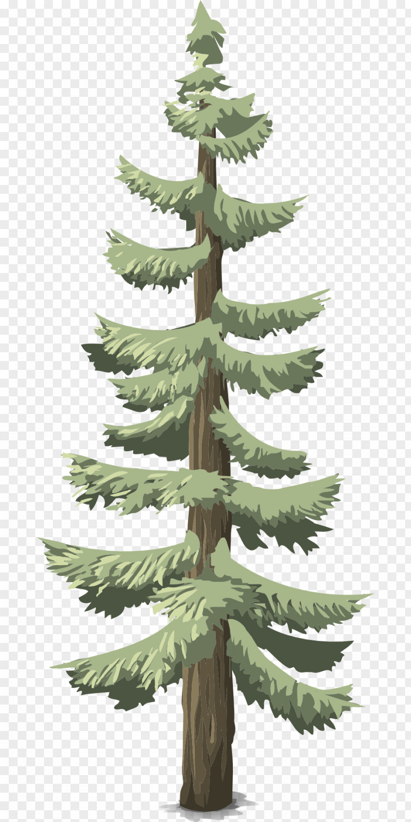 Pine Conifers Tree Conifer Cone Evergreen PNG