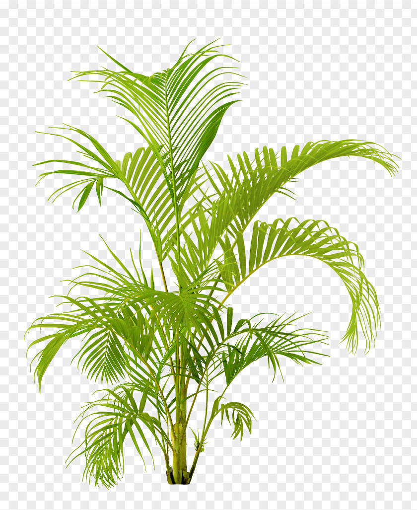 Plant Houseplant Flowerpot PNG