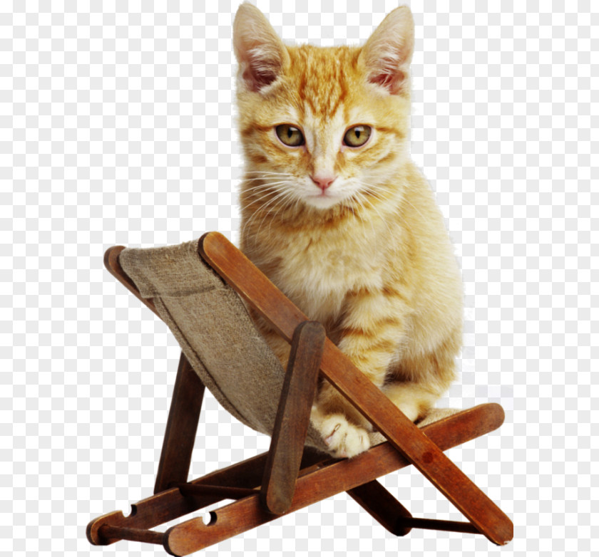 Cat On A Beach Chair Kitten Laptop High-definition Television Wallpaper PNG