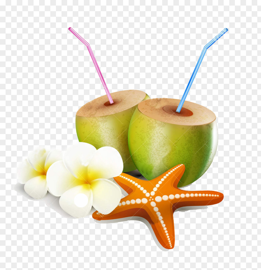 Coconut Water Clip Art Illustration Vector Graphics PNG
