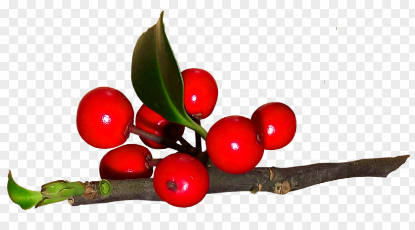 Cranberry Superfruit Holly PNG