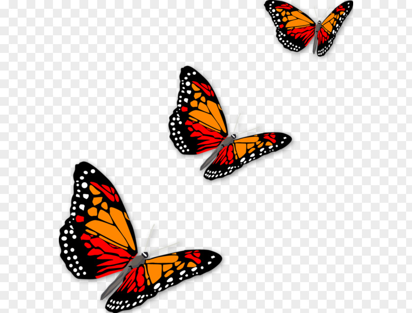 Pretty Butterfly Graphic Arts Download PNG