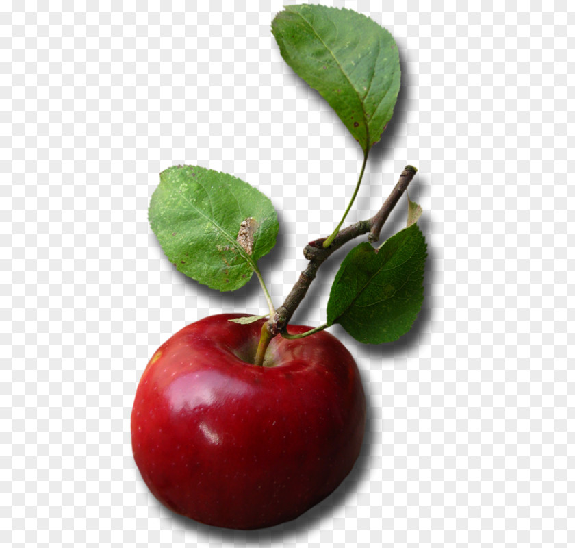 Apple Food Color Clip Art PNG