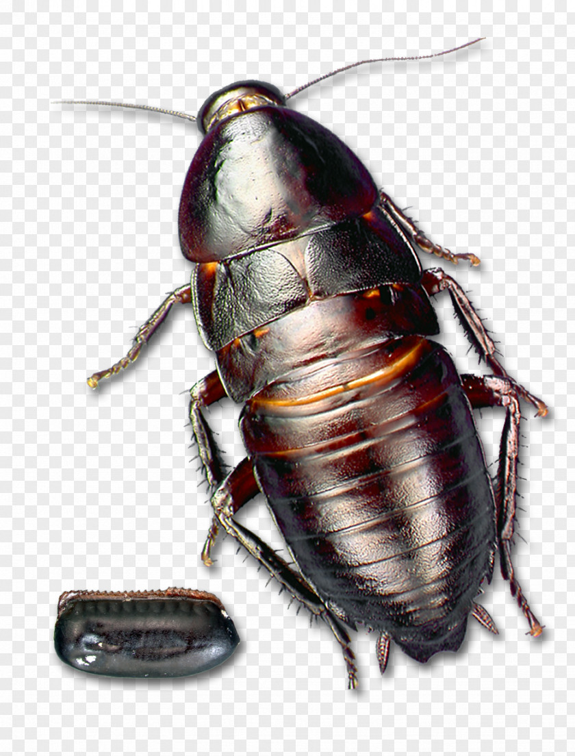 Cockroach Florida Woods Insect Pest PNG