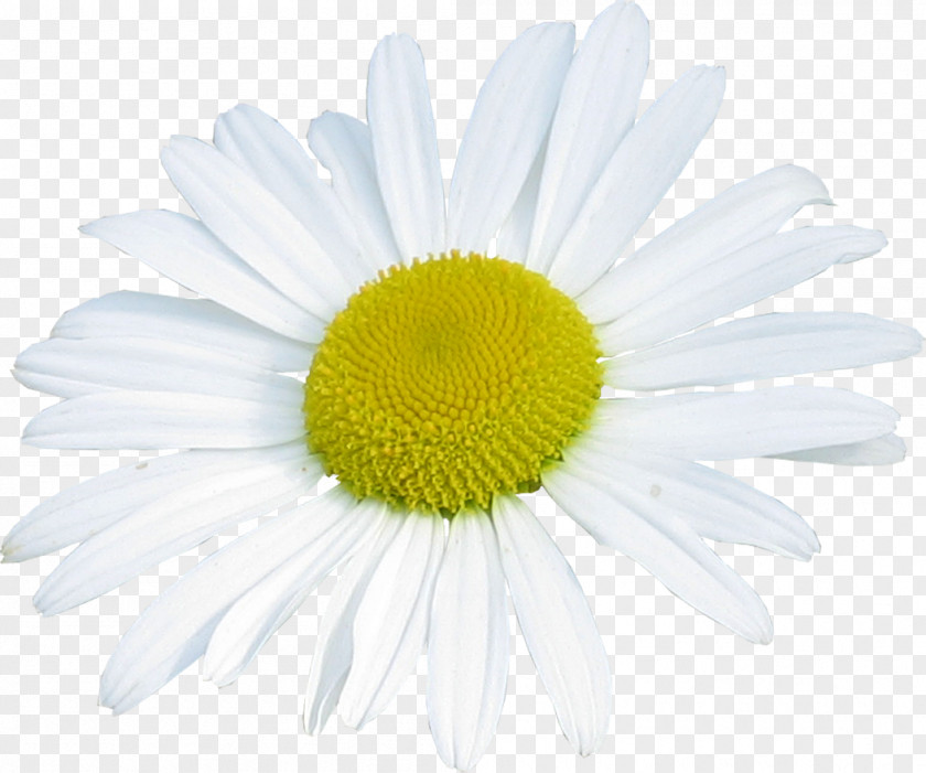 Common Daisy Oxeye Roman Chamomile Family PNG