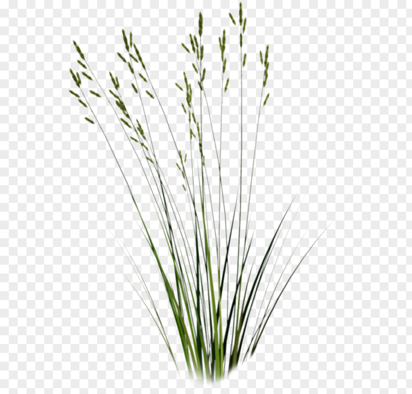 Grass Flowers Vector Tallgrass Prairie Sweet Plant Clip Art PNG