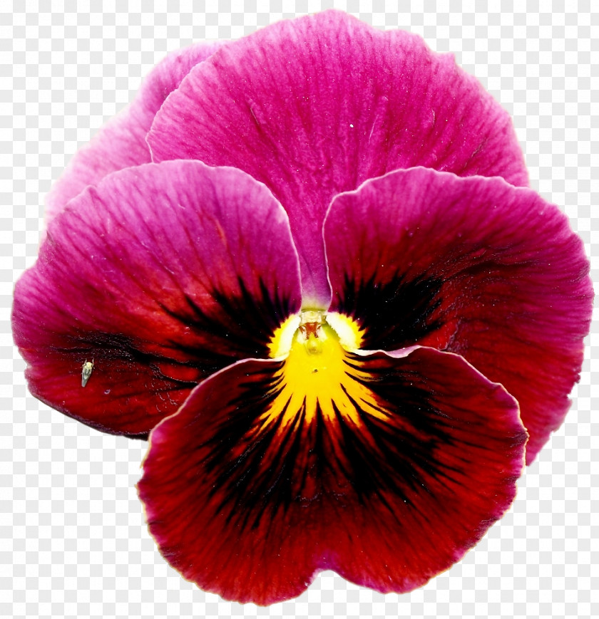 Red Pansy European Field Violet Annual Plant Flower PNG