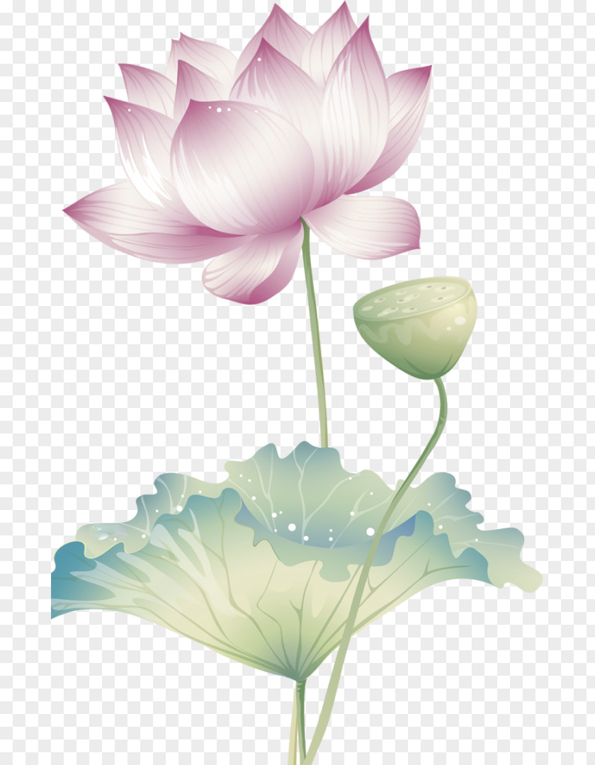 Stock Photography Nelumbo Nucifera PNG