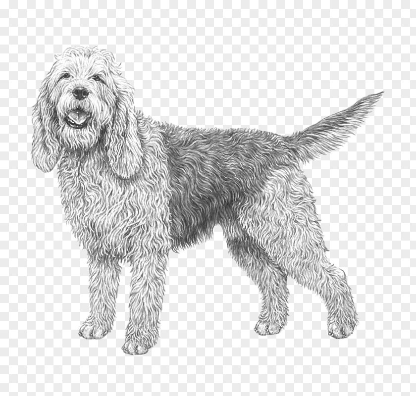 Wirehaired Pointing Griffon Otterhound Petit Basset Vendéen Briquet Greater Swiss Mountain Dog PNG