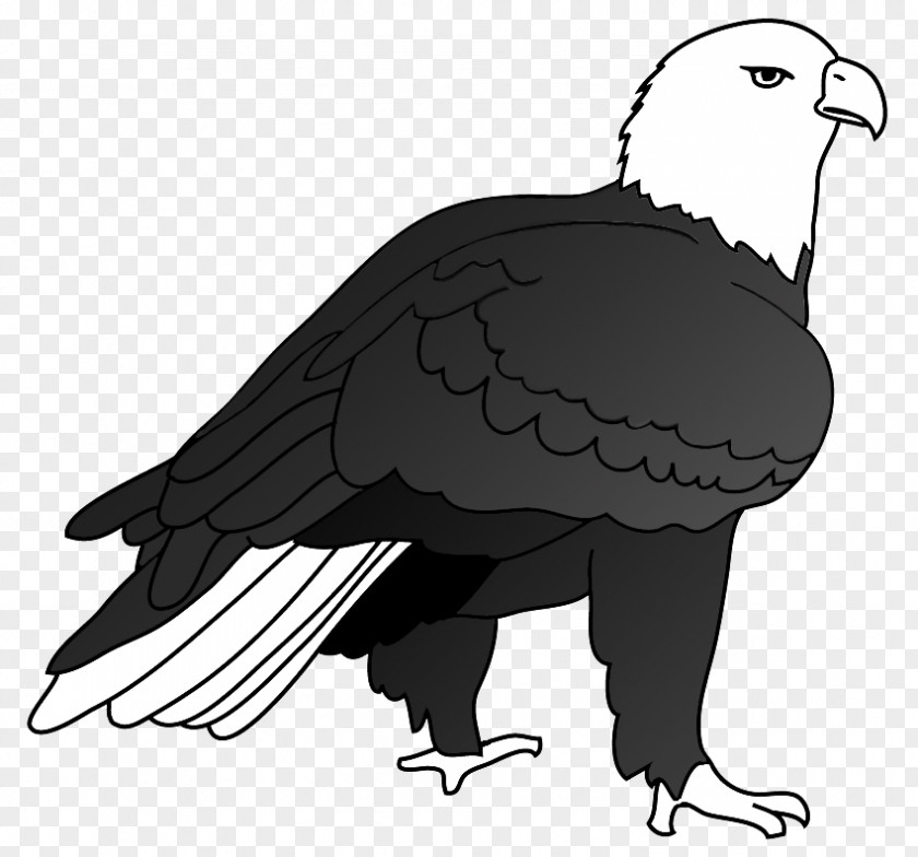 Bird Bald Eagle Drawing PNG