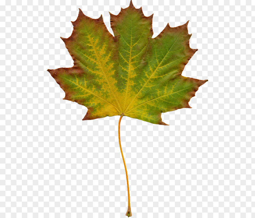 Foliage Autumn Leaf Color Clip Art PNG