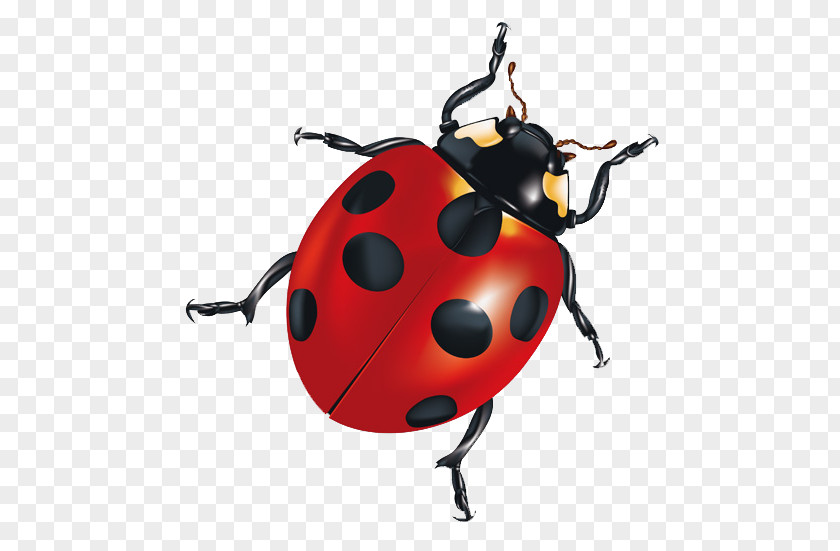 Ladybug Insect Android Application Package Clip Art PNG