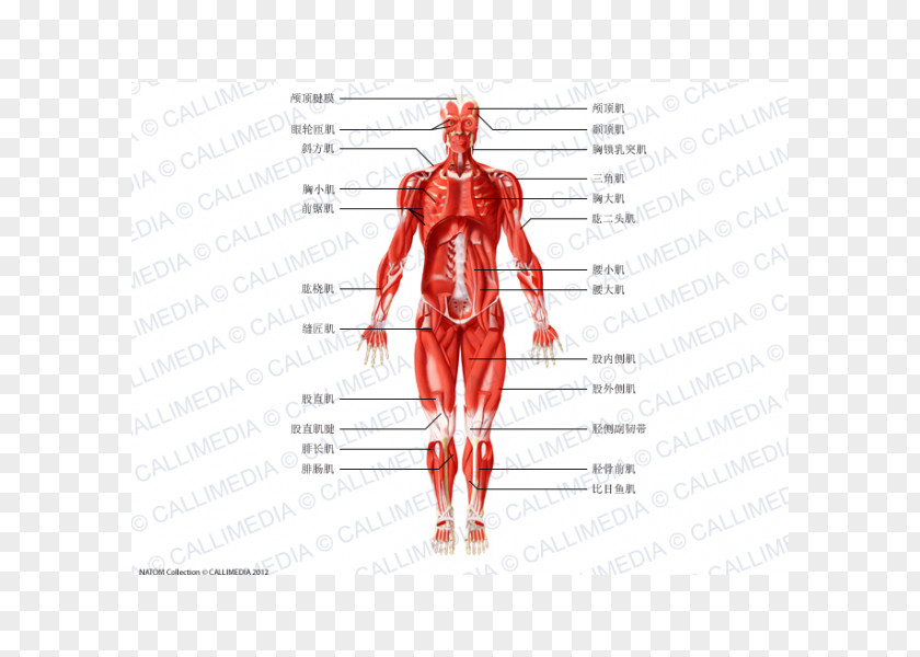 Muscle Homo Sapiens Anatomie Physiologie Human Anatomy Body PNG