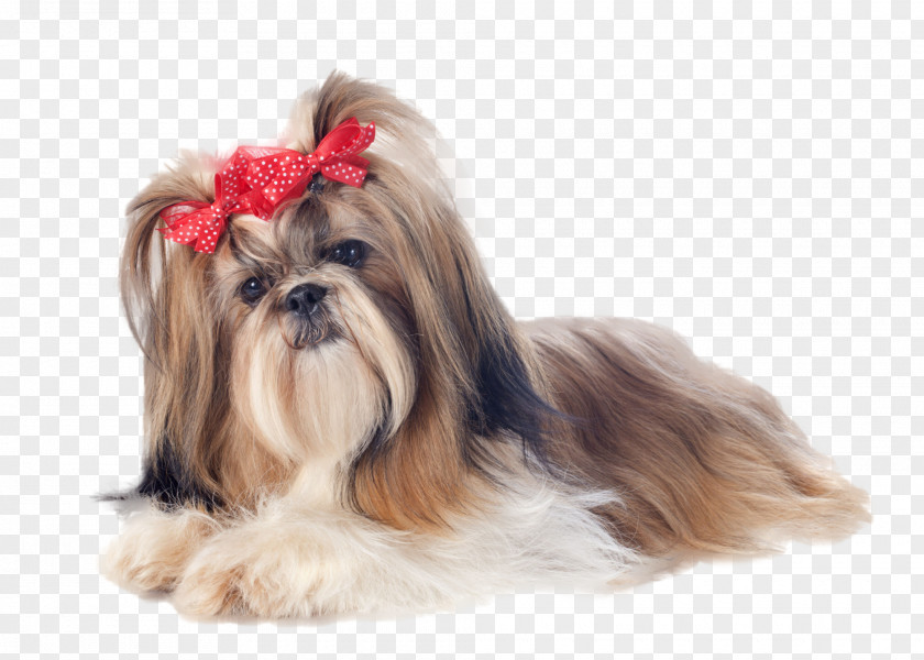 Puppy Shih Tzu Yorkshire Terrier Maltese Dog Standard Schnauzer PNG