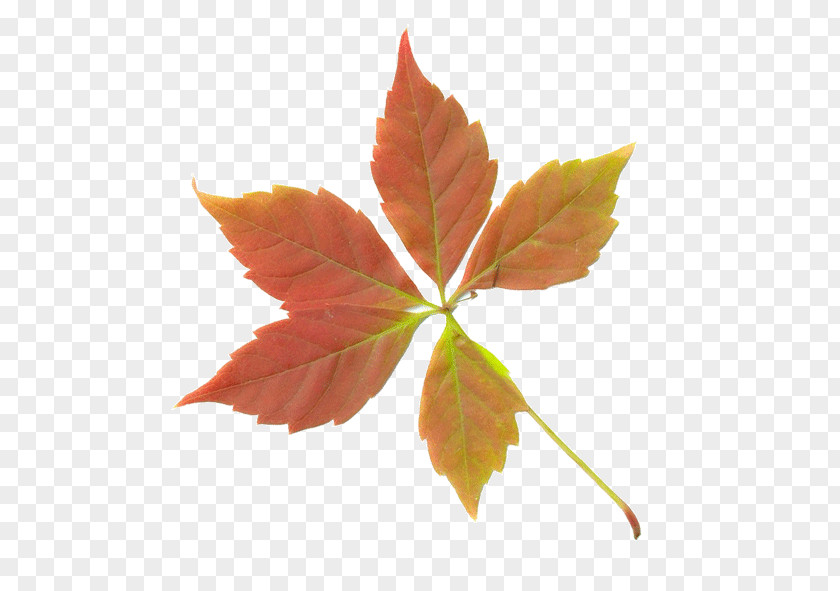 Autumn Leaves Maple Leaf Deciduous PNG