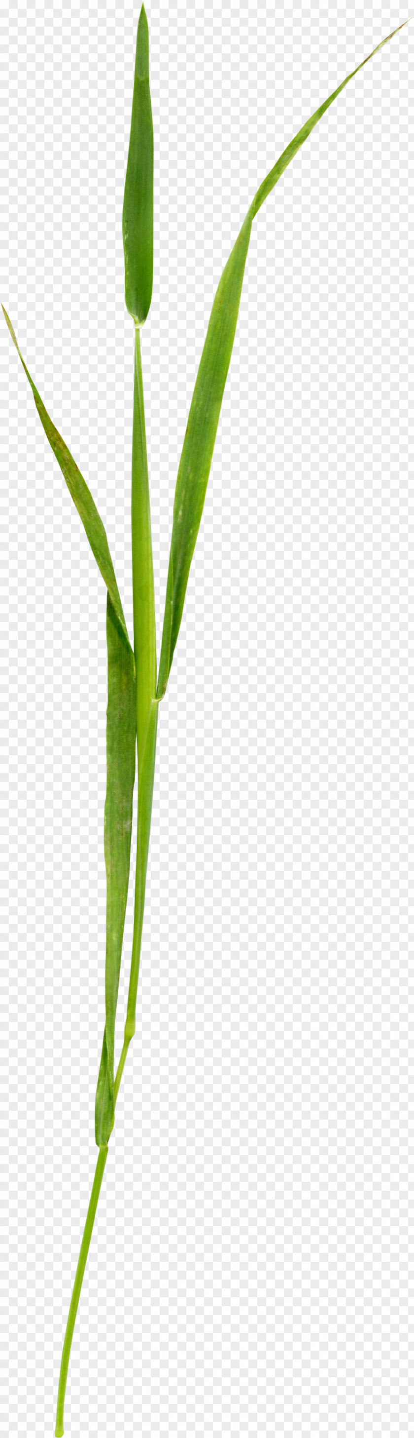 Beautiful Green Grass Twig Grasses Plant Stem Leaf Close-up PNG