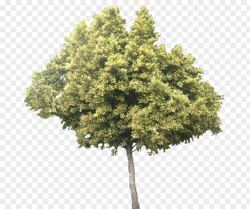 Heart Tree Olive Leaf Ficus Microcarpa PNG