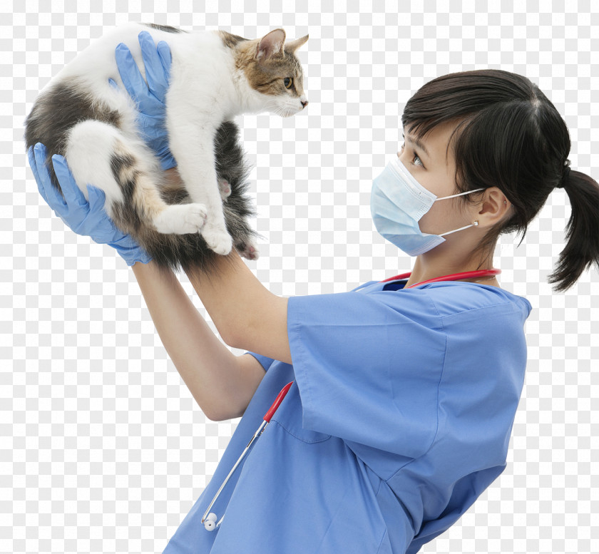 Kitten Veterinarian Cat Dog Pet PNG