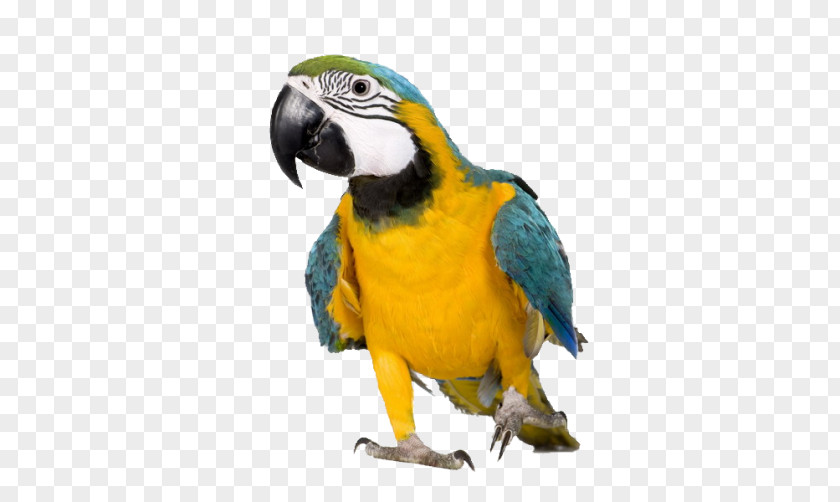 Parrot Blue-and-yellow Macaw Reptile Magana Jari Ce: Yaro, Ba Da Kudi A Gaya Maka PNG