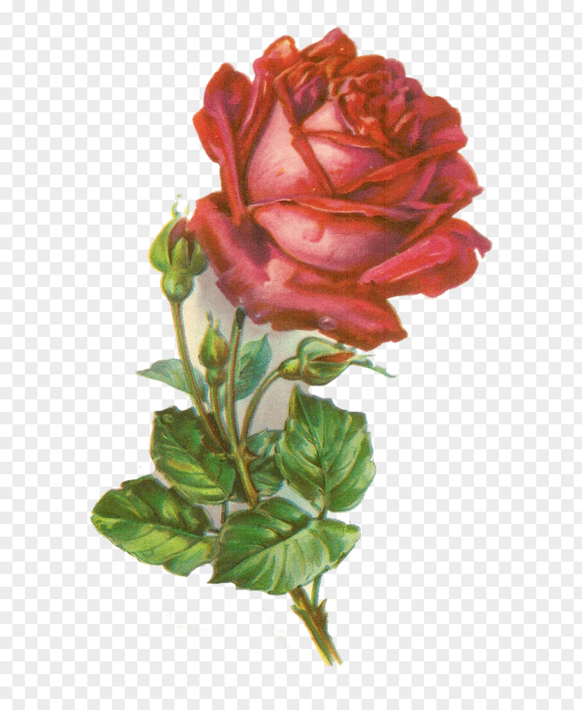 Rose Botanical Illustration Clip Art PNG