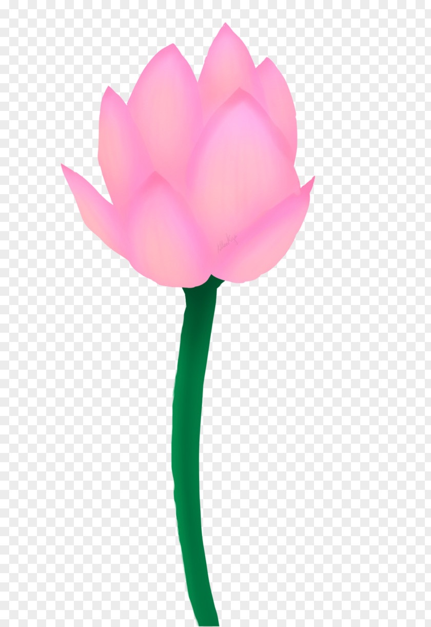 Tulip Rose Family Pink M Petal PNG