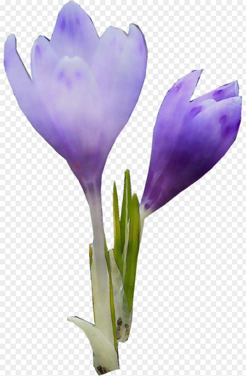 Violet Crocus Flower Flowering Plant Tommie Spring Purple PNG