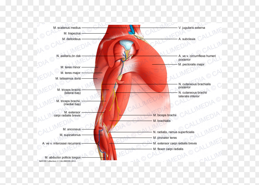 Arm Shoulder Ischiocavernosus Muscle Anatomy PNG