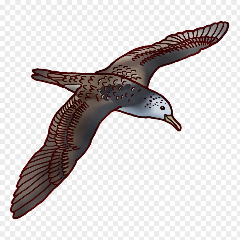 Beak Seabird PNG