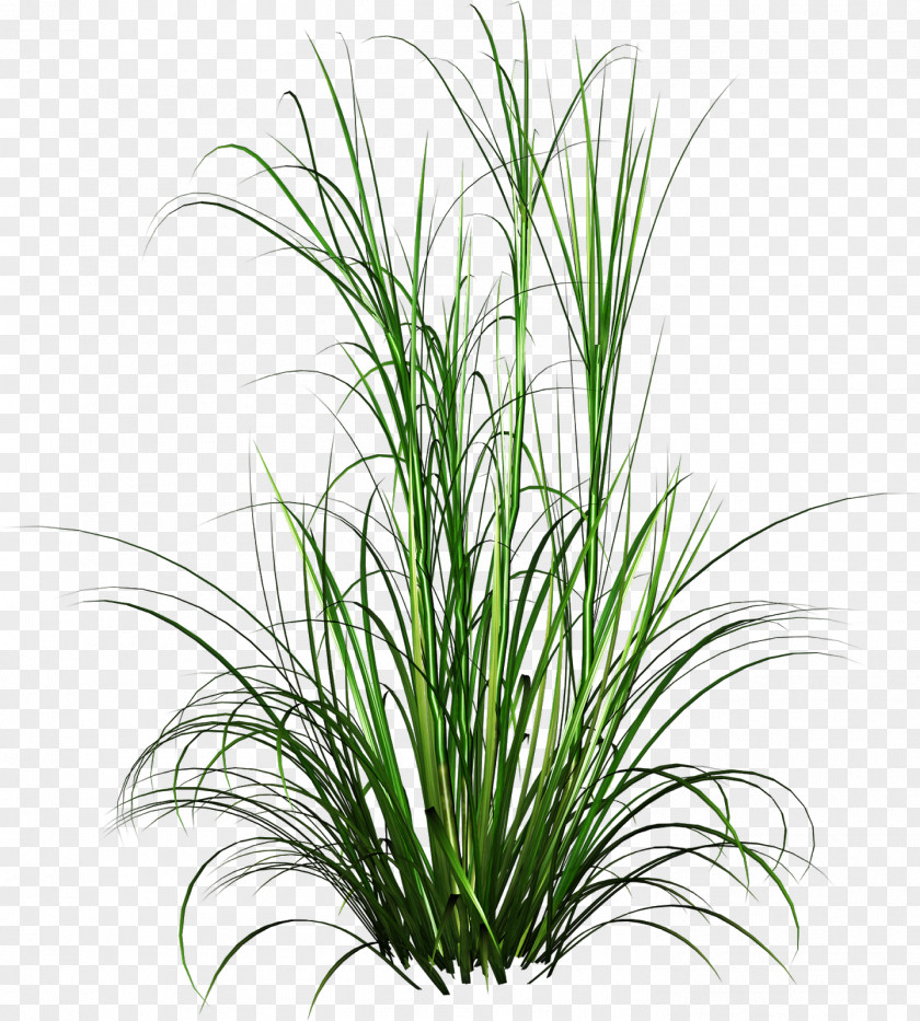 Clip Art Image Drawing Grasses PNG