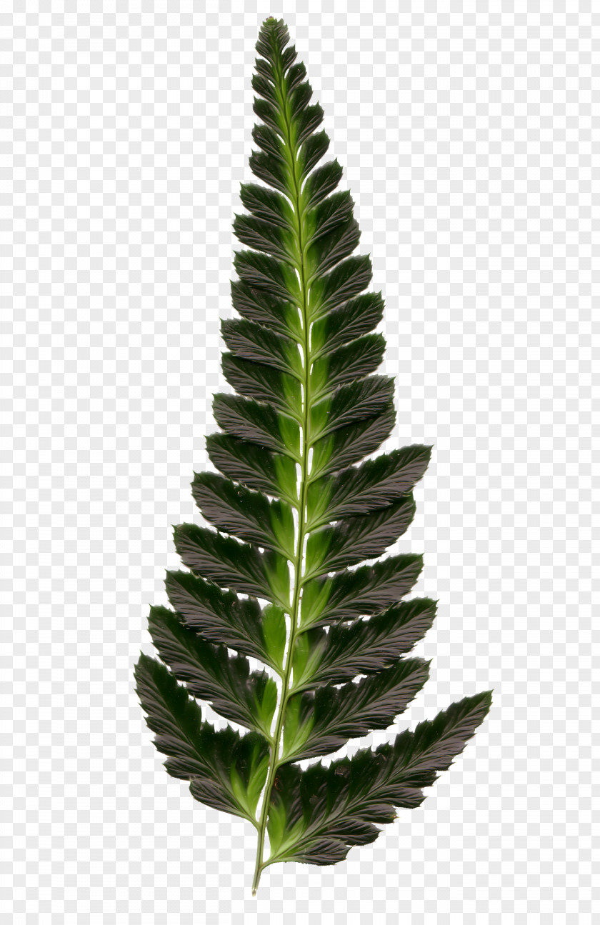 Fairy Tale Leaves Leaf Burknar Plant PNG