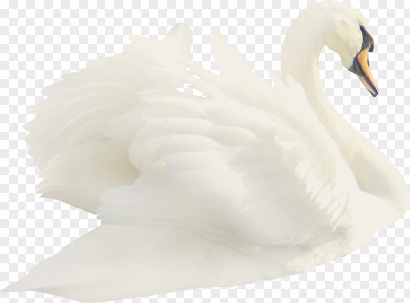 Goose Cygnini Duck Feather Beak White PNG