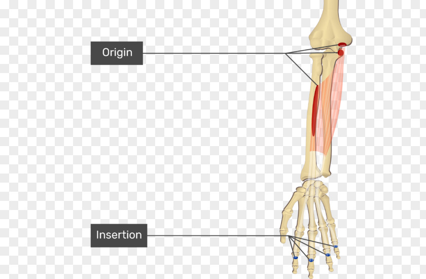 Hand Flexor Digitorum Superficialis Muscle Profundus Origin And Insertion Carpi Ulnaris PNG