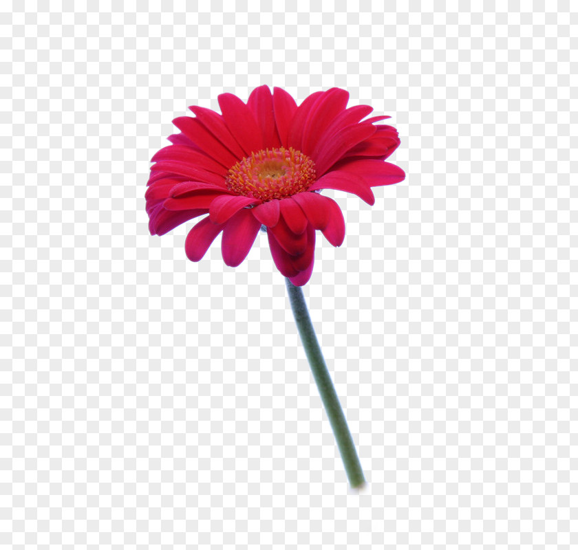 HD Gerbera Jamesonii Dahlia Flower PNG