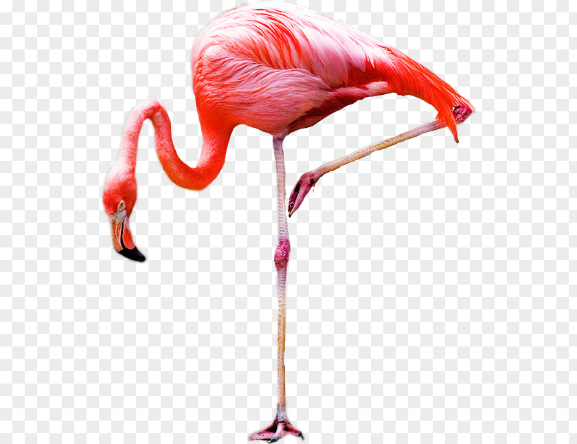 Bird Greater Flamingo Royalty-free PNG