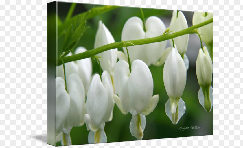 Bleeding Heart Dicentra Tile Coasters PNG