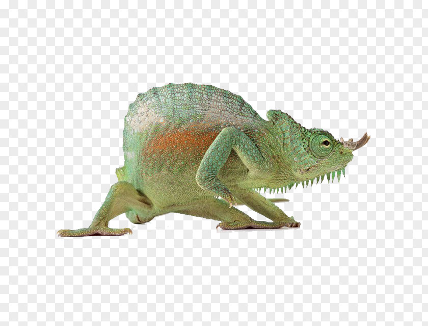Green Lizard Reptile Chameleons Common Iguanas PNG